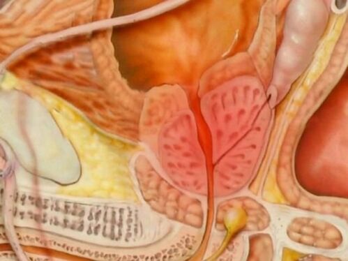 Vrsta zdrave prostate osebe